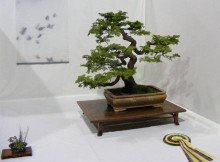 bonsai